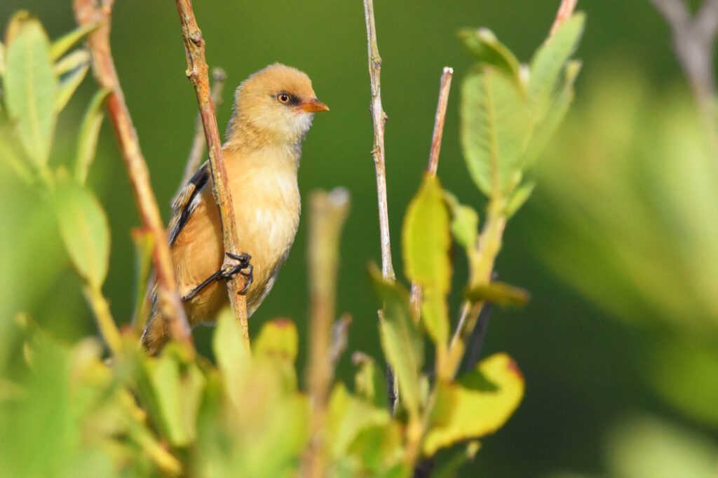 Natuurfotograaf