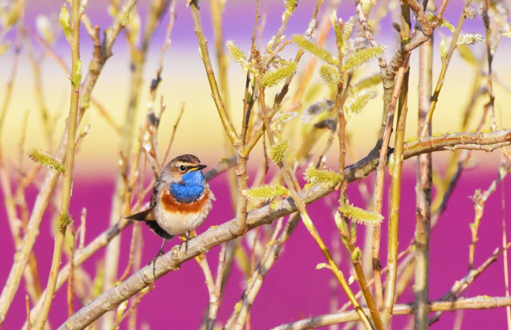 Natuurfotograaf