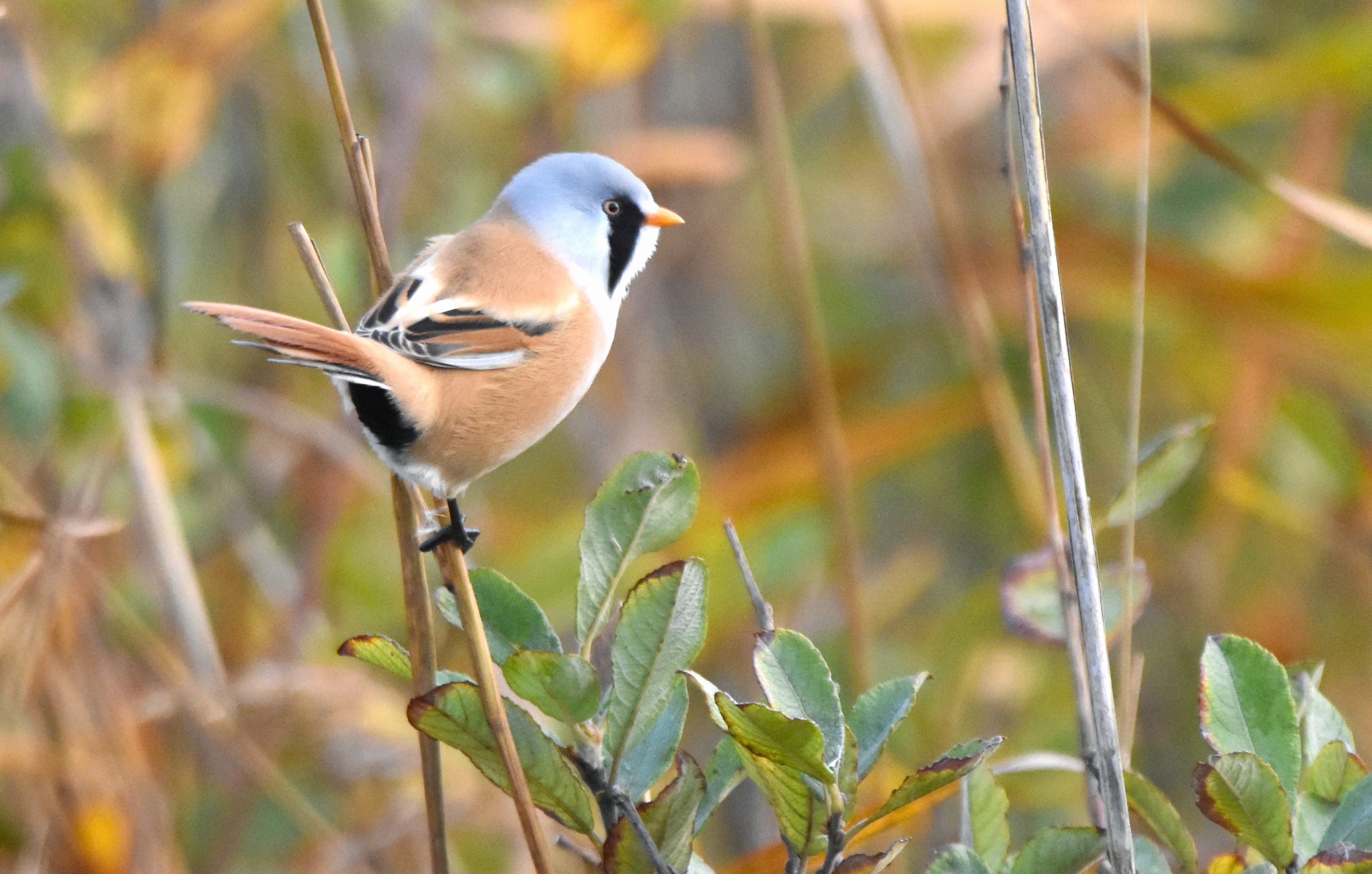 Natuurfotograaf