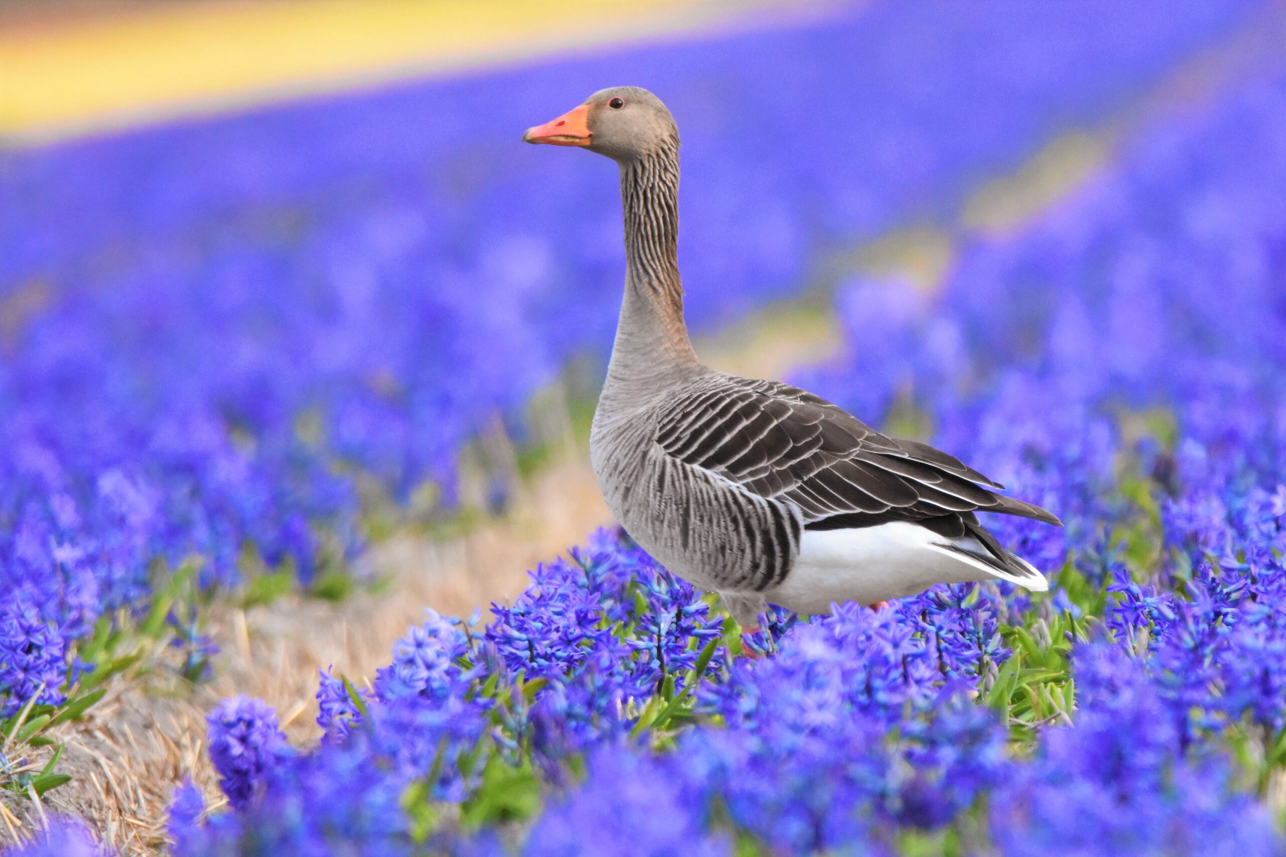 Natuurfotograaf
