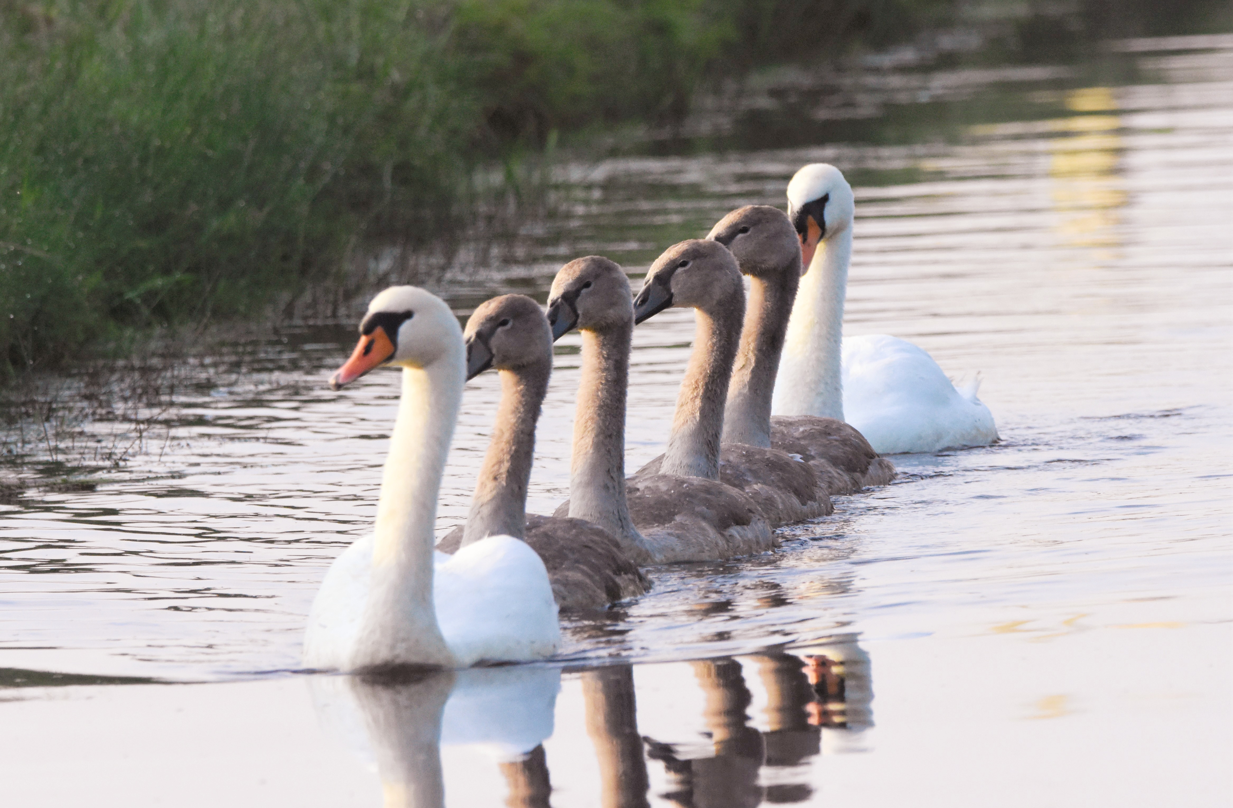 Natuurfotograaf Walter Das