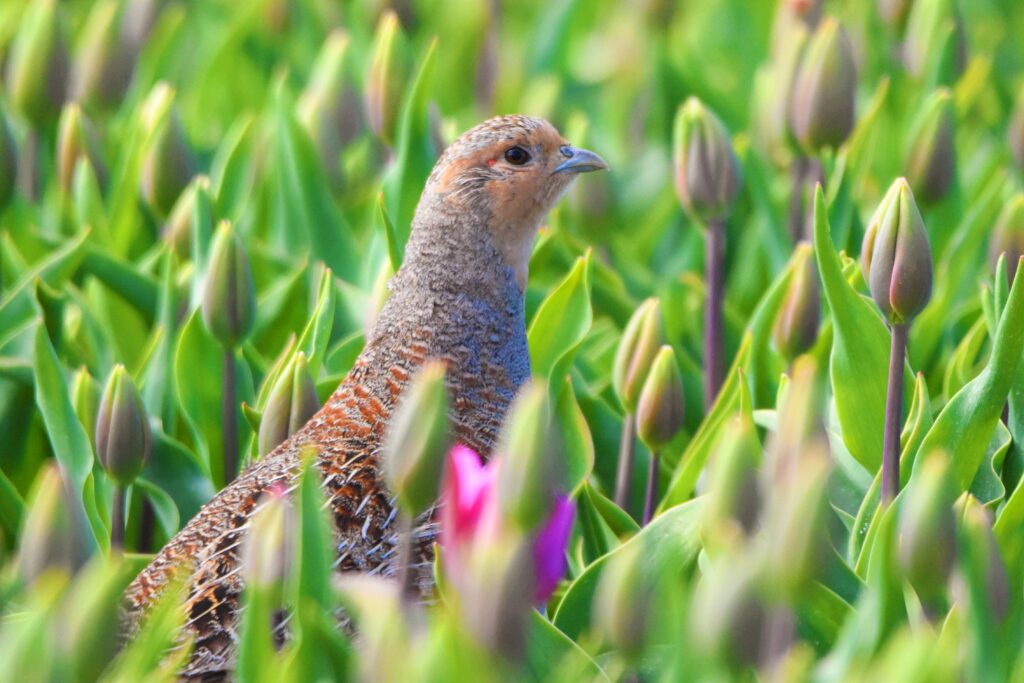 Natuurfotograaf