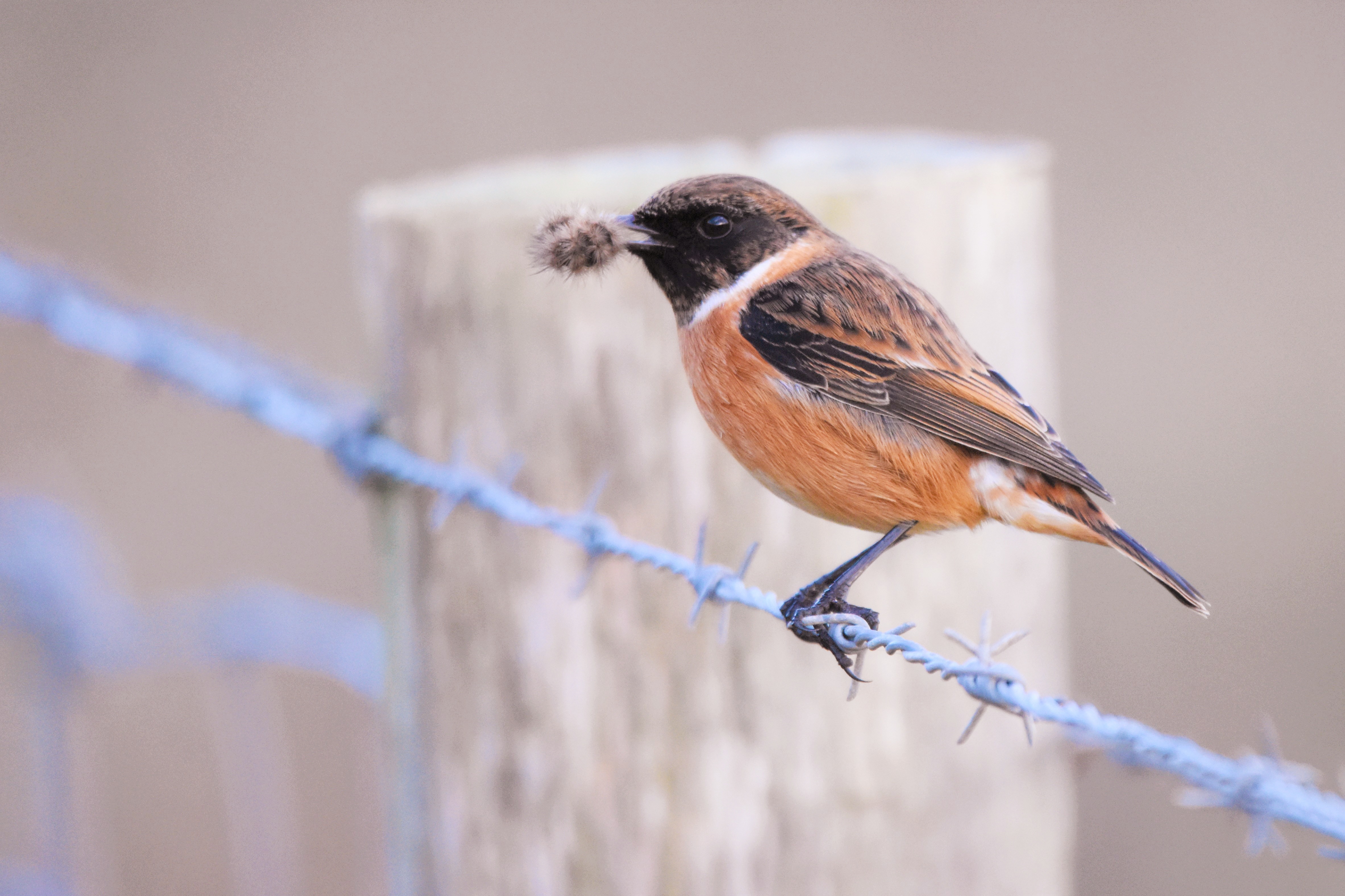 Natuurfotograaf