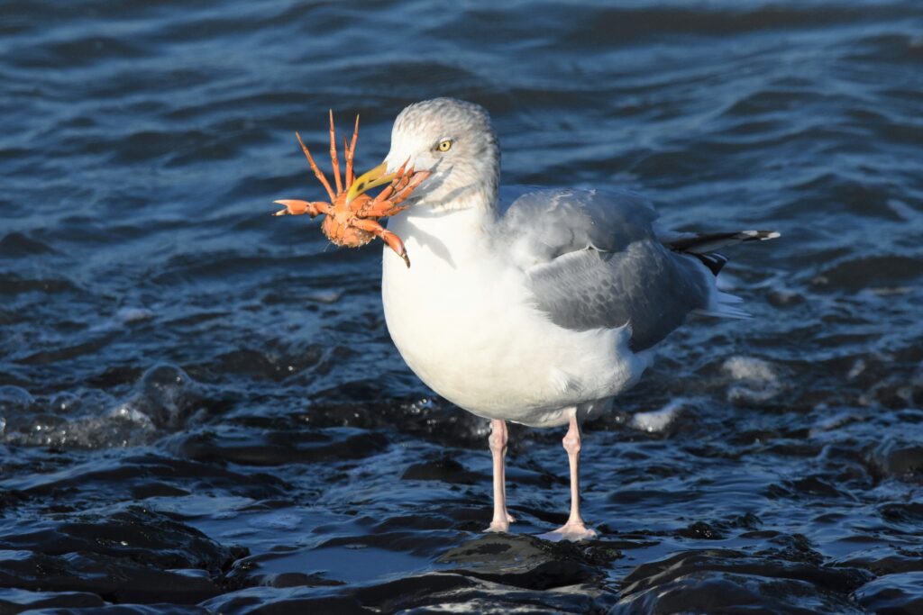Natuurfotograaf