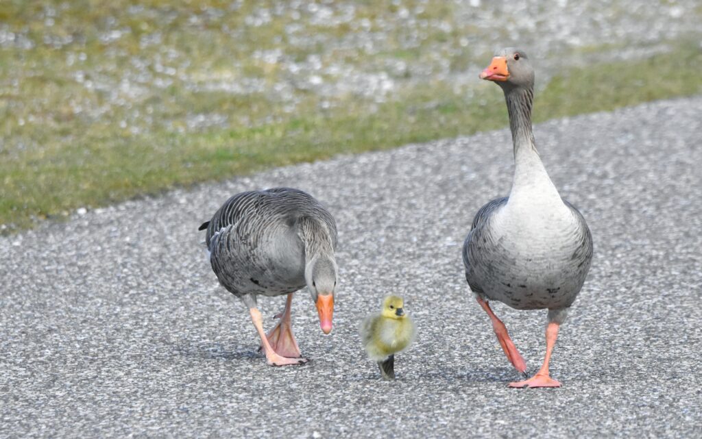 Natuurfotograaf