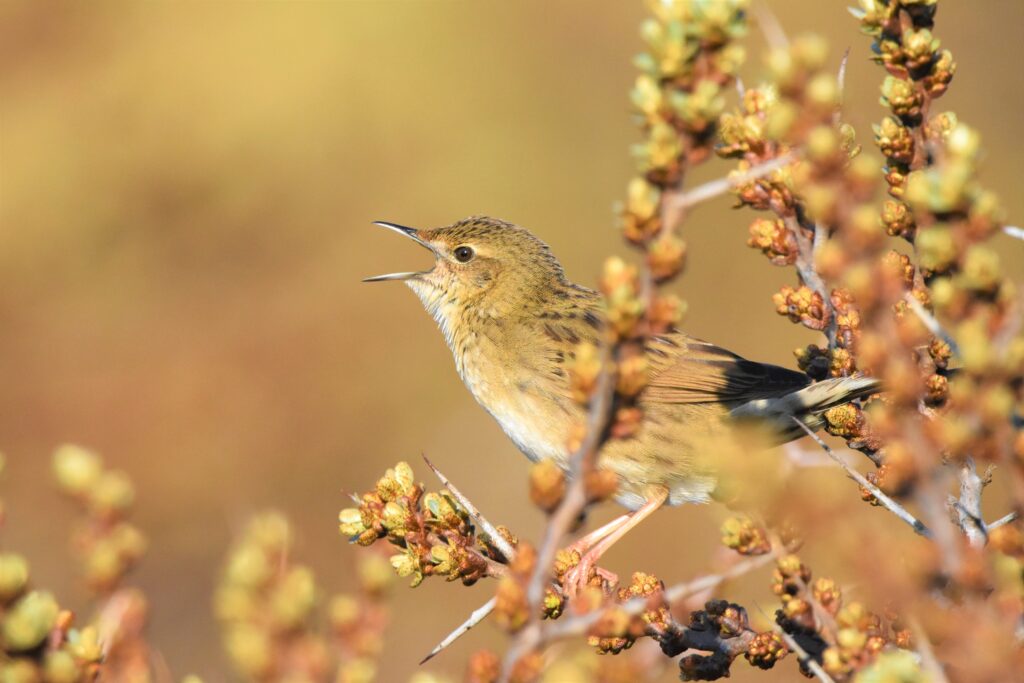 Natuurfotograaf