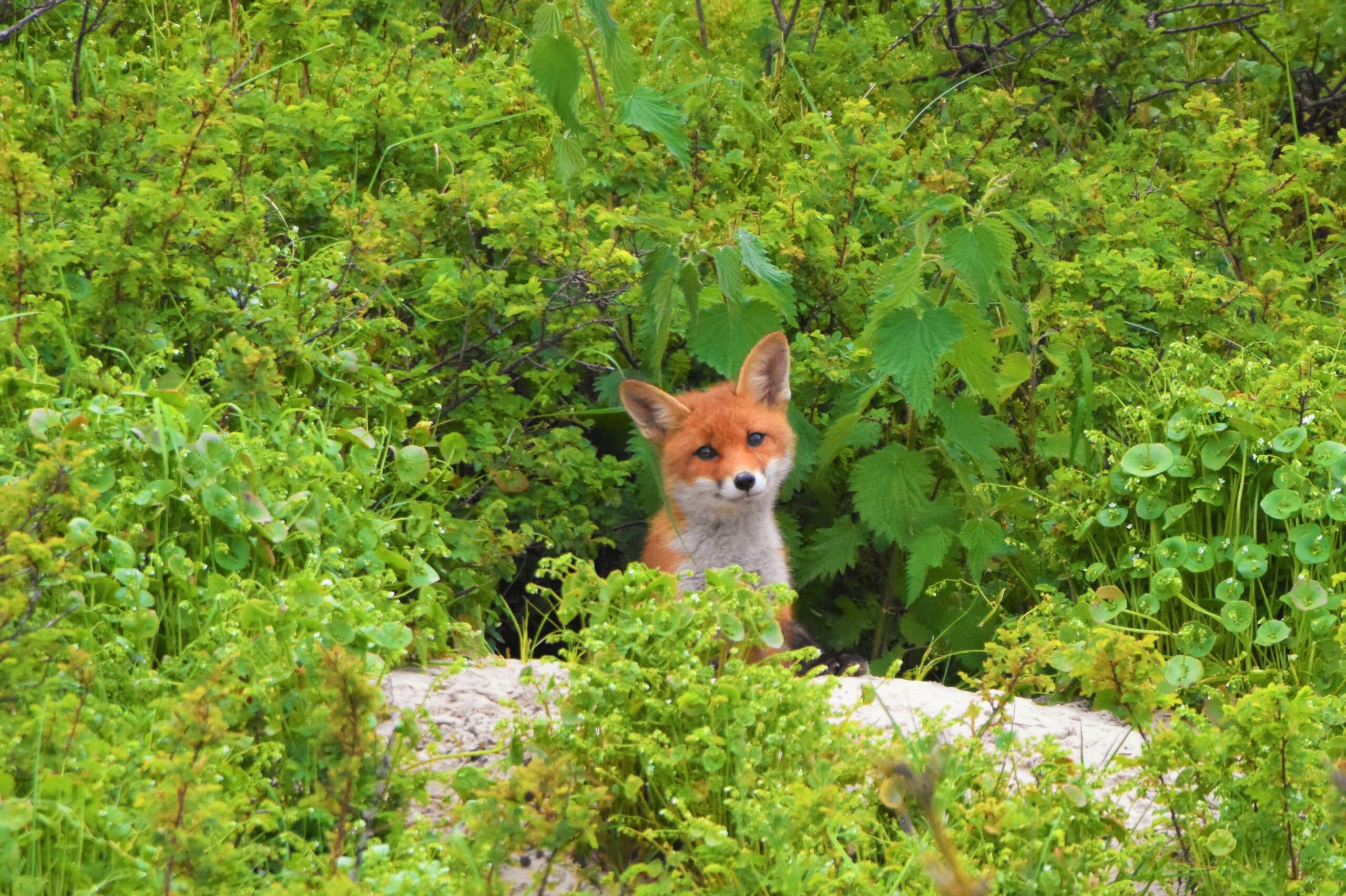 Natuurfotograaf Den Helder