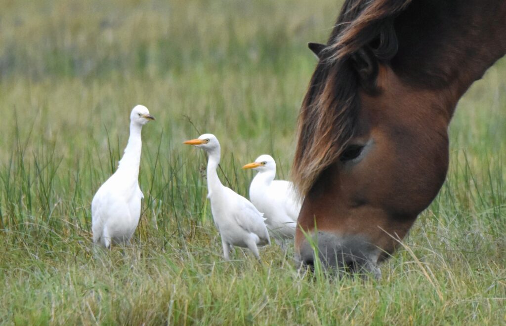 Natuurfotograaf Den Helder