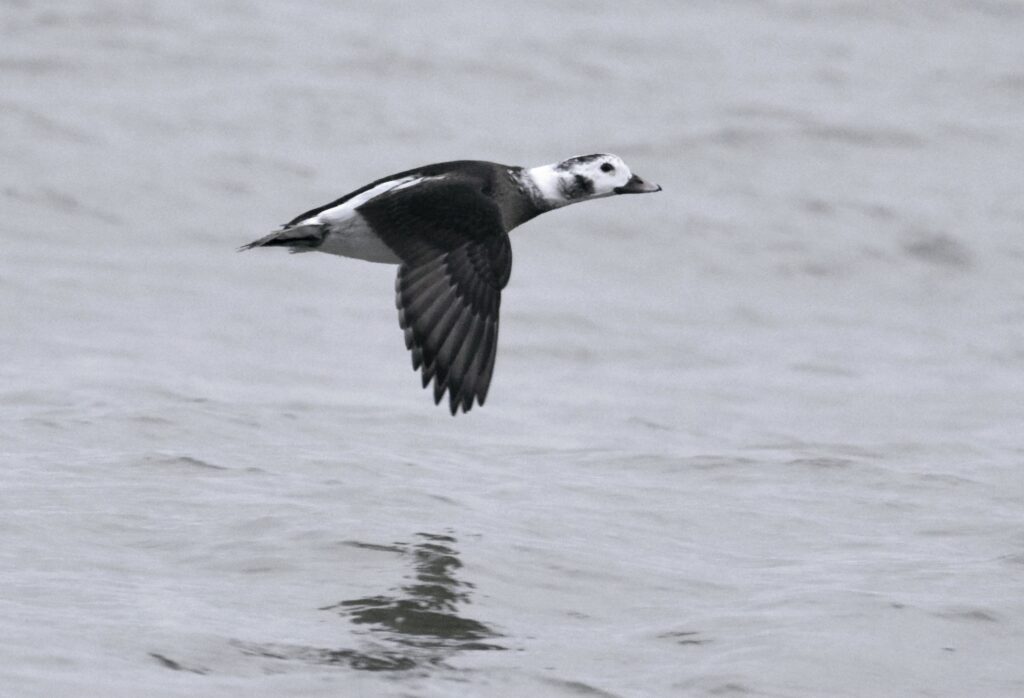 Natuurfotograaf