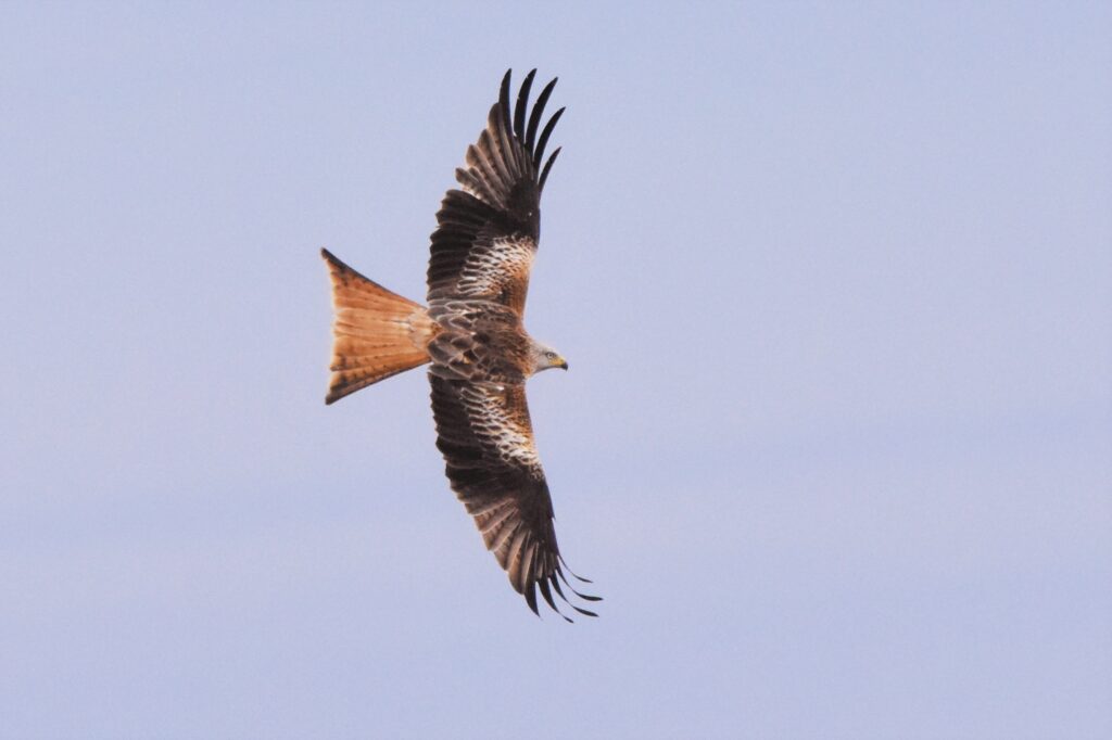 Natuurfotograaf