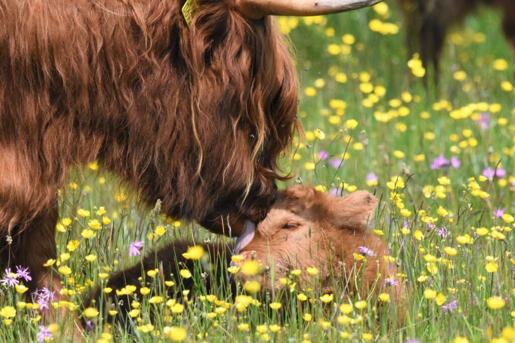 Natuurfotograaf Den Helder