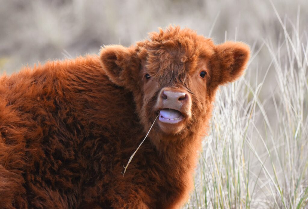 Natuurfotograaf