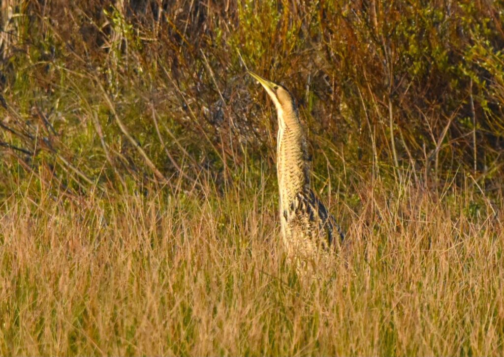Natuurfotograaf