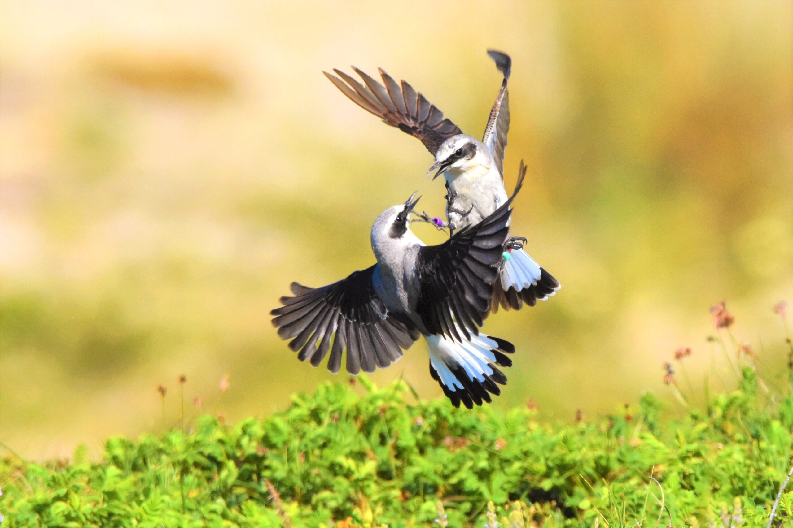 Natuurfotograaf
