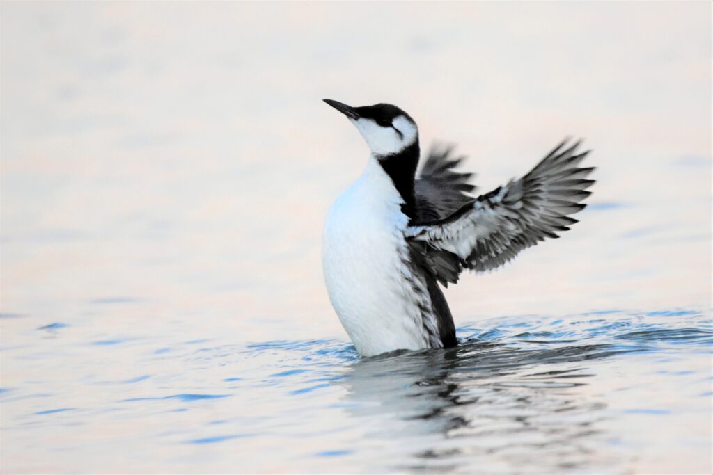 Natuurfotograaf Den Helder